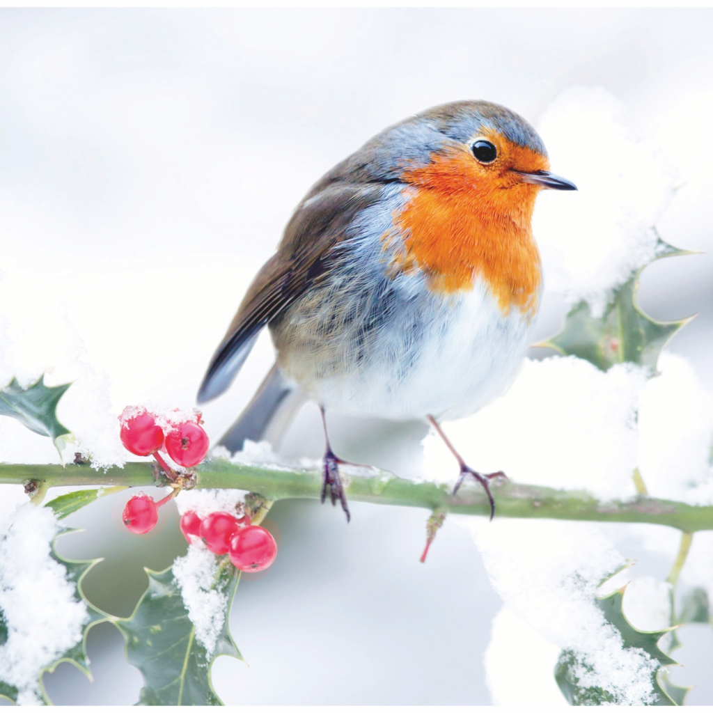 Charity Christmas Cards – Katharine House Hospice